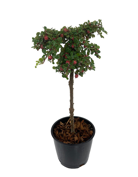 Cotoneaster dammeri 'Strieb's Findling' Topiary Ball 4 Inch