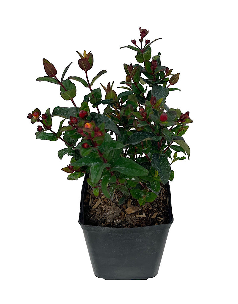 Hypericum 'Magical Midnight Glow'