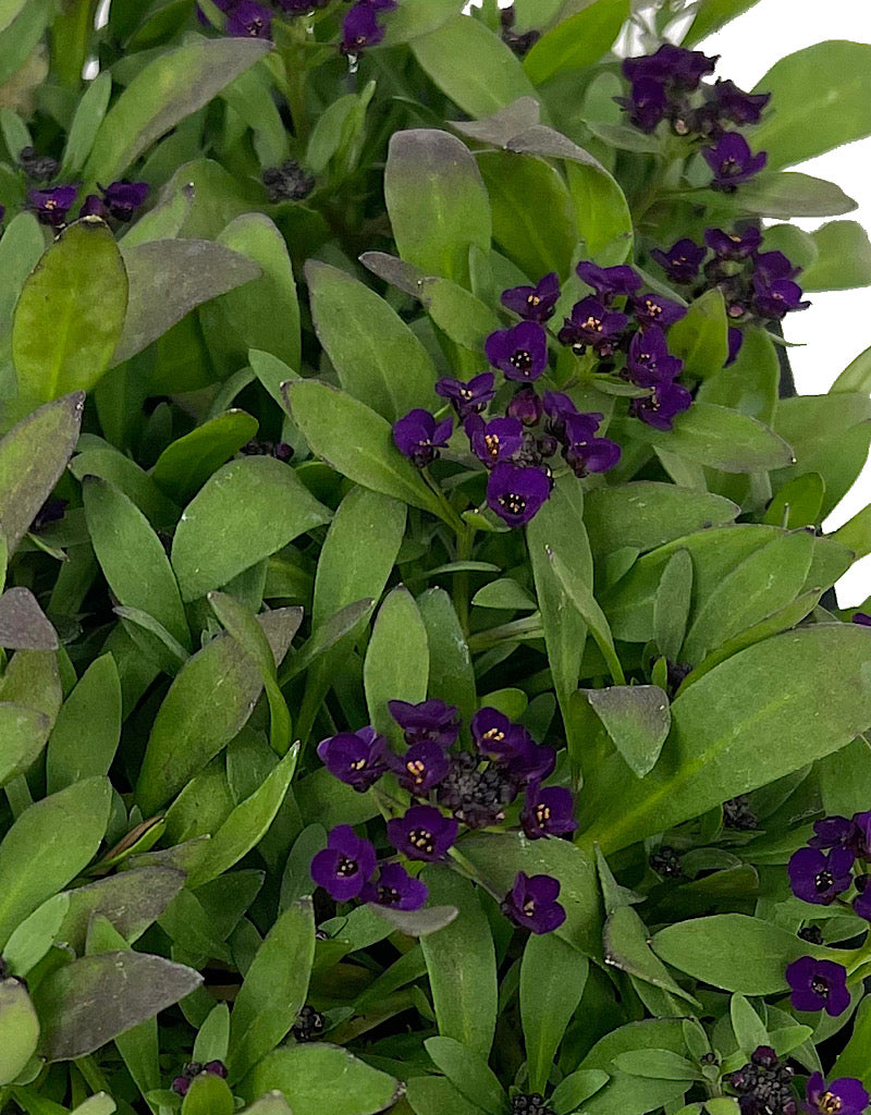 Alyssum 'Easter Bonnet Deep Violet' Jumbo Traypack