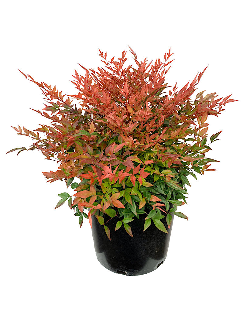 Nandina domestica 'Gulf Stream'