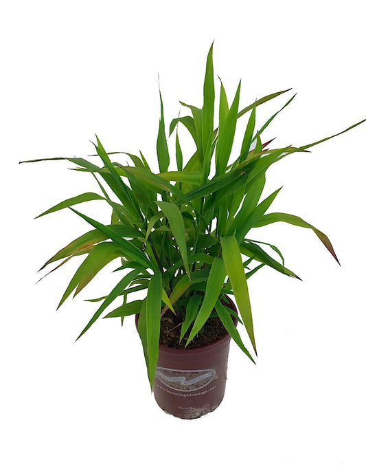 Chasmanthium latifolium 1 Gallon