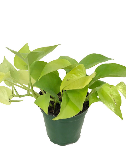 Pothos 'Neon' 4 Inch