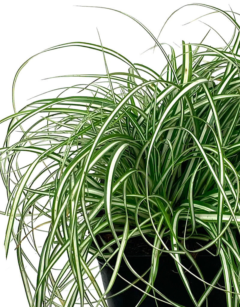 Carex oshimensis 'EverColor Everlite' 4 inch