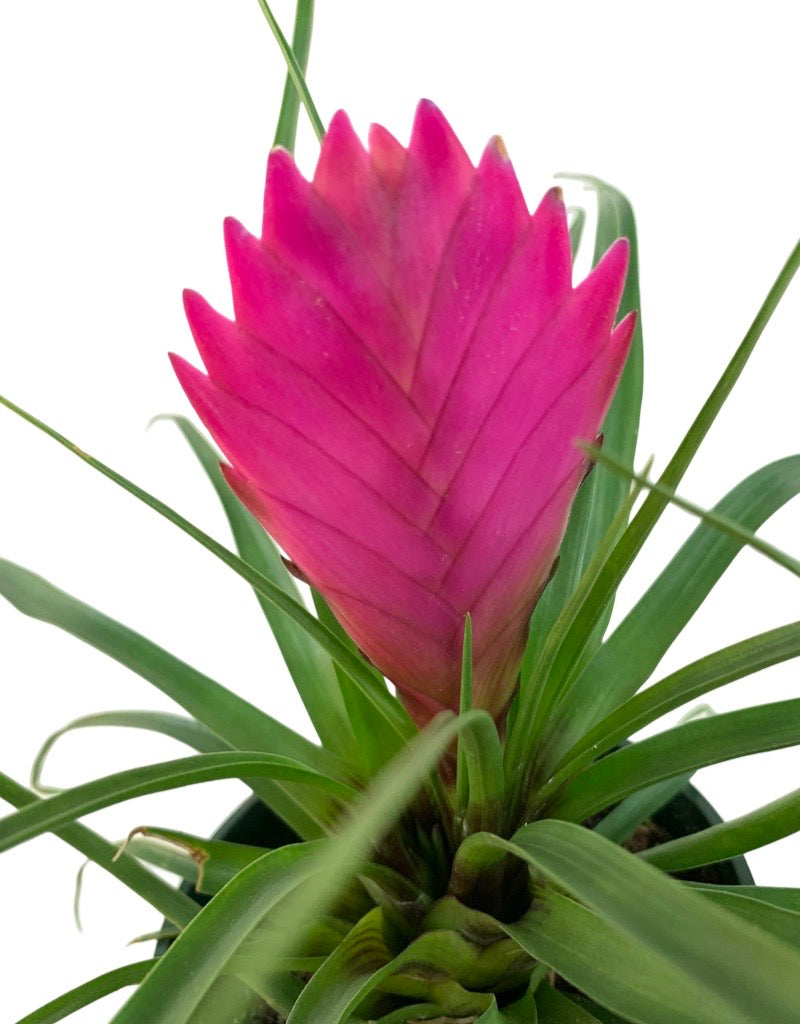 Tillandsia cyanea 'Pink Quill' Quart