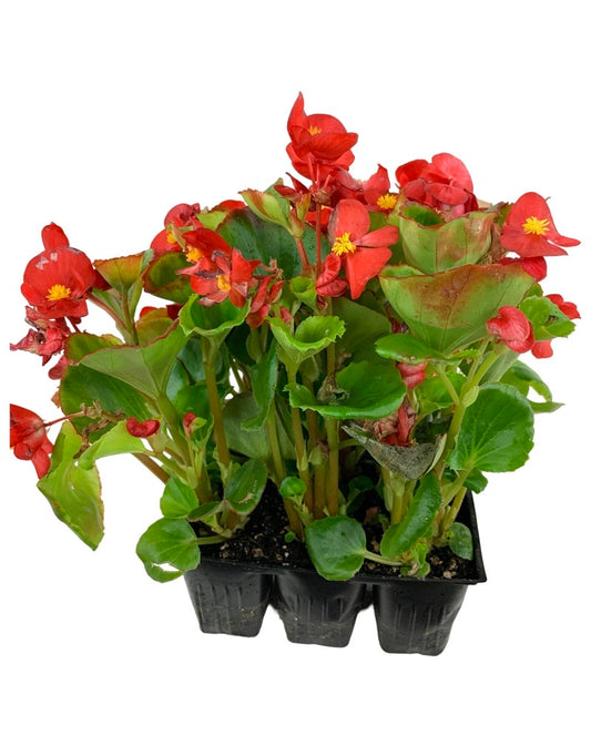 Begonia 'Ambassador Scarlet'  Jumbo Traypack