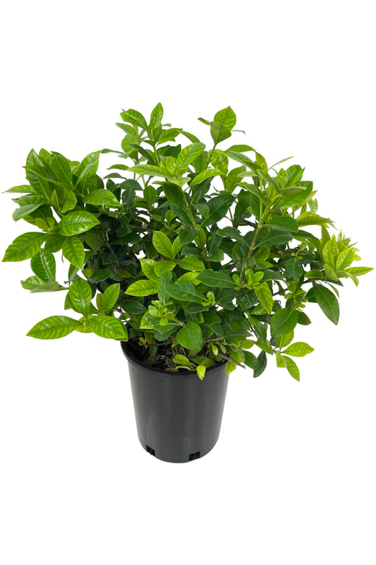 Gardenia jasminoides 'Veitchii' 1 Gallon