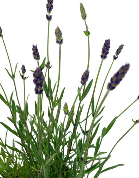 Lavandula 'Ellagance Purple'