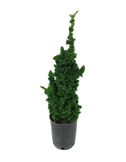 Thuja occidentalis 'Primo' 1 Gallon