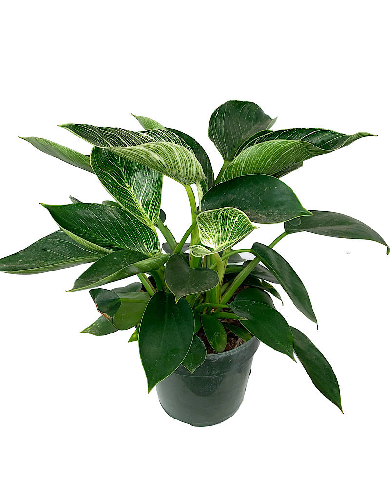 Philodendron 'Birkin' 6 Inch