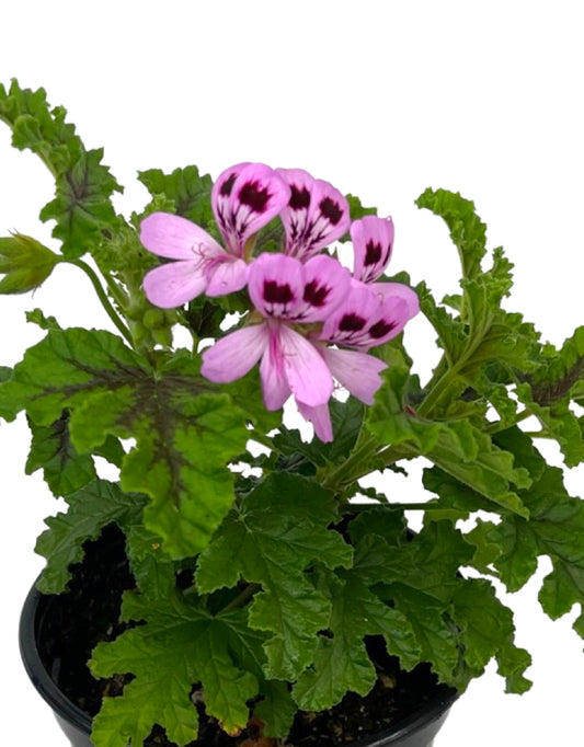 Pelargonium 'Quercifolium' 5 Inch