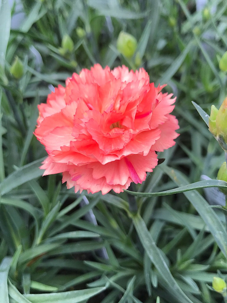 Dianthus 'Super Trouper Orange'- 4 inch