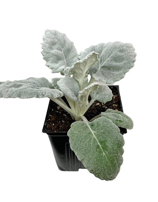 Senecio cineraria 'Cirrus' 4 Inch