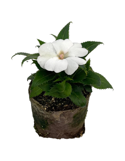 Sunpatiens  €˜Compact White  4 Inch