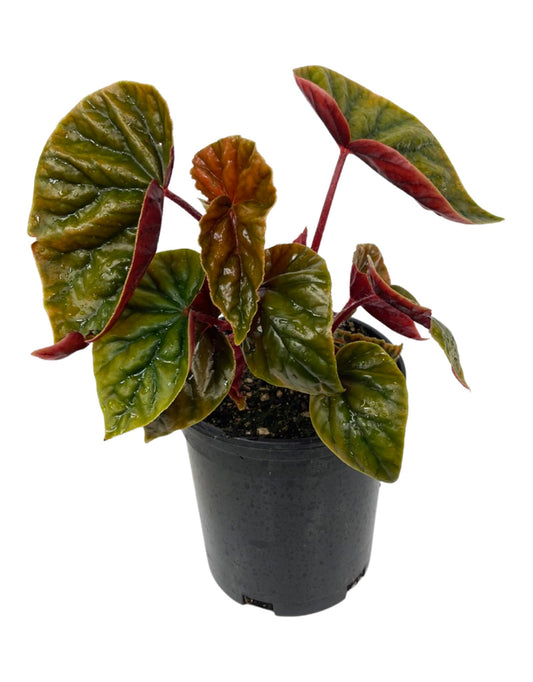 Begonia 'Thurstonii Elephant Ear' 1 Gallon