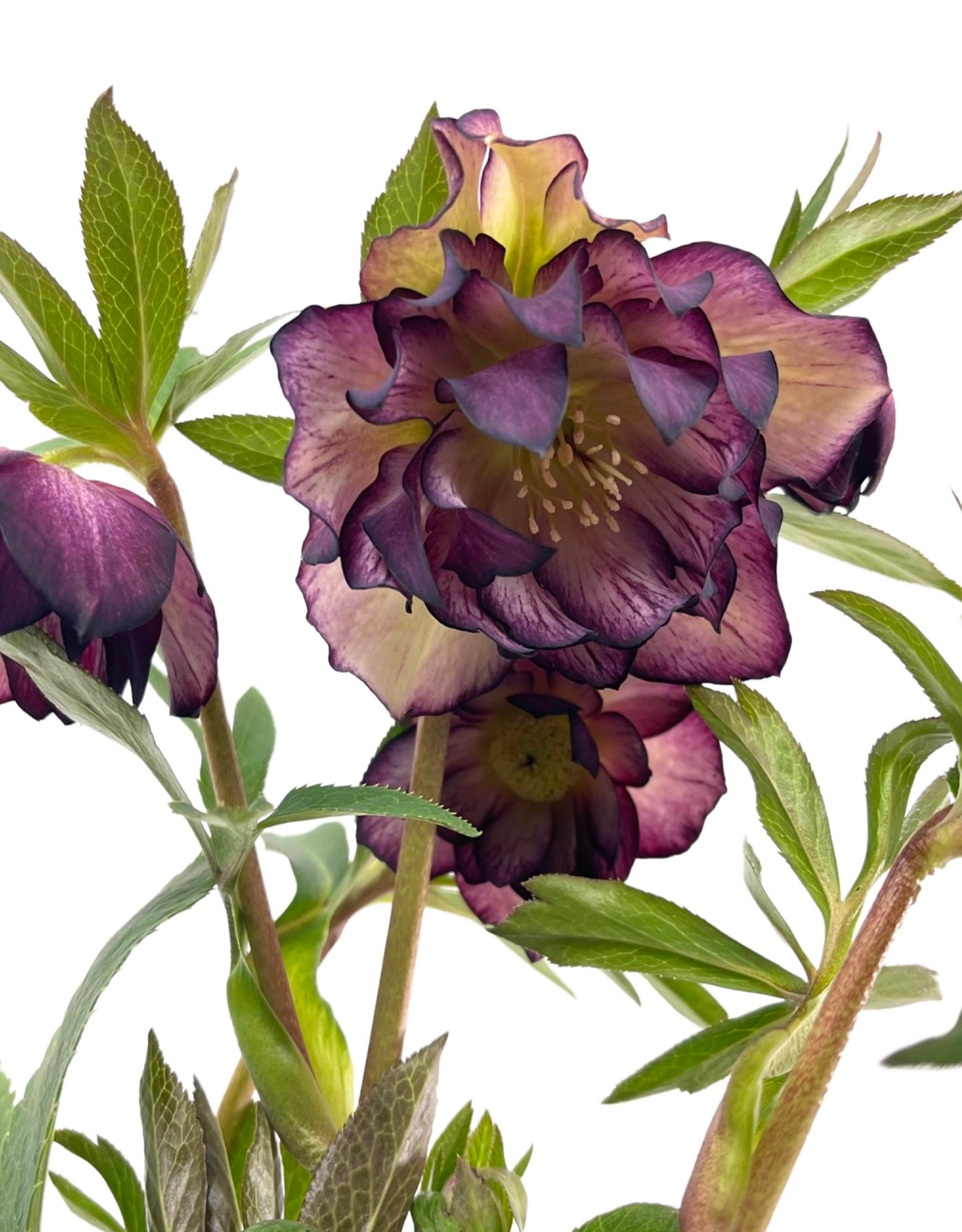 Helleborus North Star 'Garnet Frills' 1 Gallon