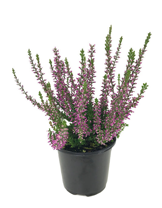 Calluna vulgaris 'Amethyst'  4 inch