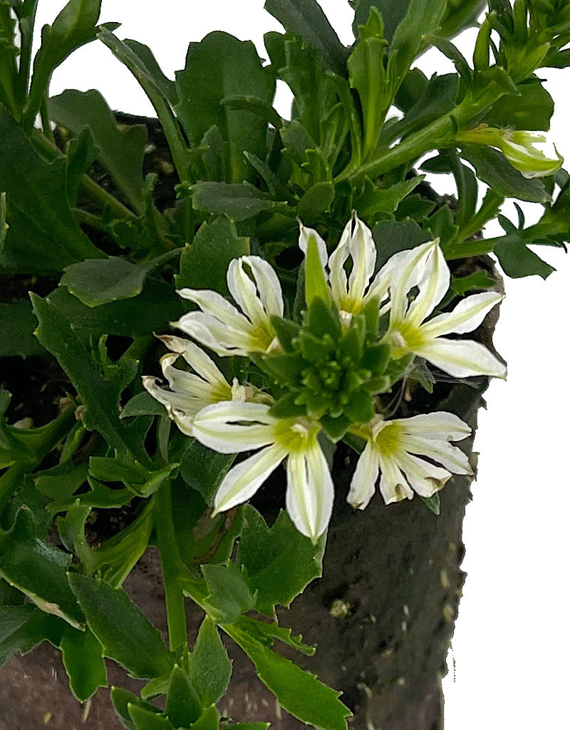 Scaevola 'Surdiva White Imp' 4 Inch