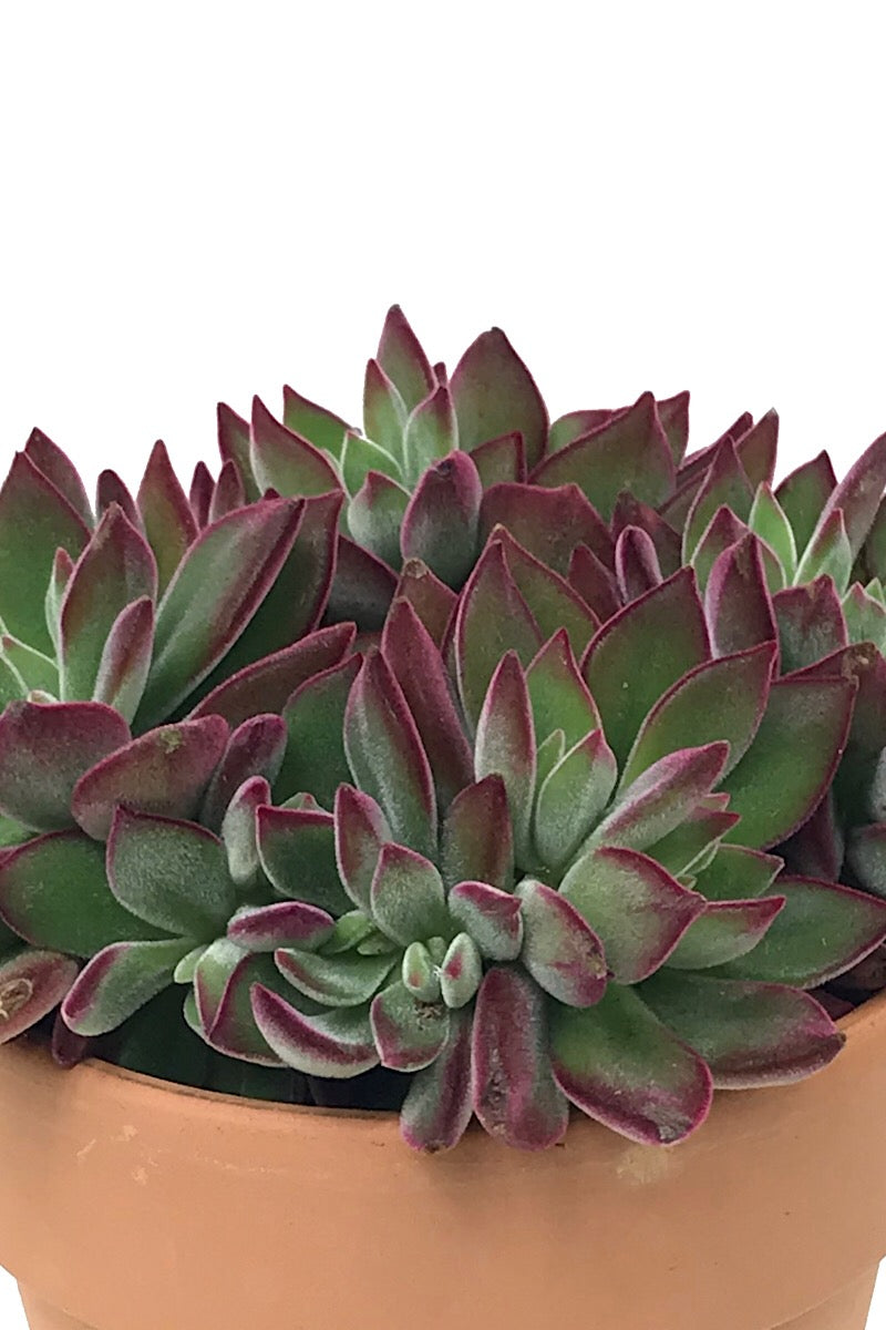 Echeveria  €˜Devotion  Planter  5 inch