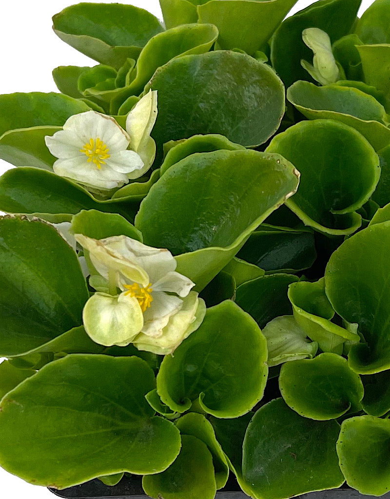 Begonia 'Ambassador White' Jumbo Traypack