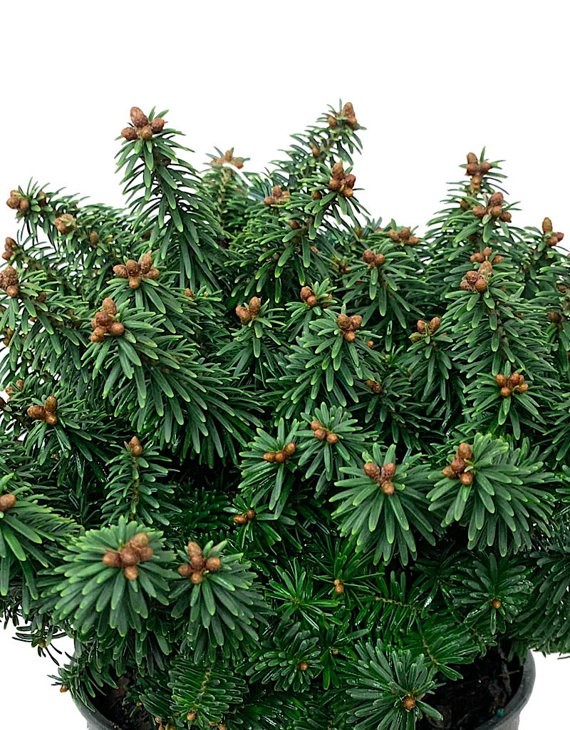 Abies balsamea 'Piccolo' 1 Gallon