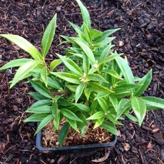 Sarcococca humilis 'Fragrant Valley' Quart