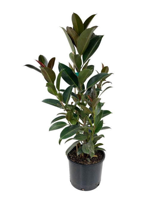 Ficus elastica 'Melany' 3 Gallon