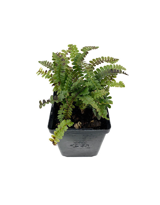 Blechnum penna-marina  4 inch