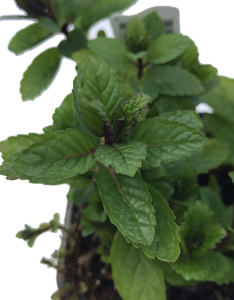 Mint 'Julep Spearmint'  4 Inch