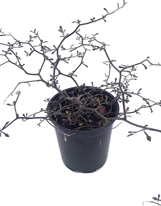 Corokia cotoneaster- 1 gal