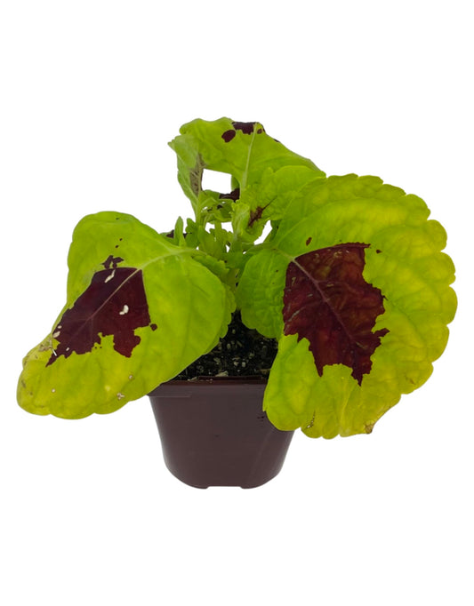 Coleus 'Kong Lime Sprite' 4 Inch