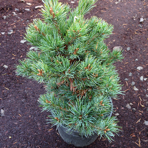 Pinus parviflora 'Catherine Elizabeth'  1 Gal