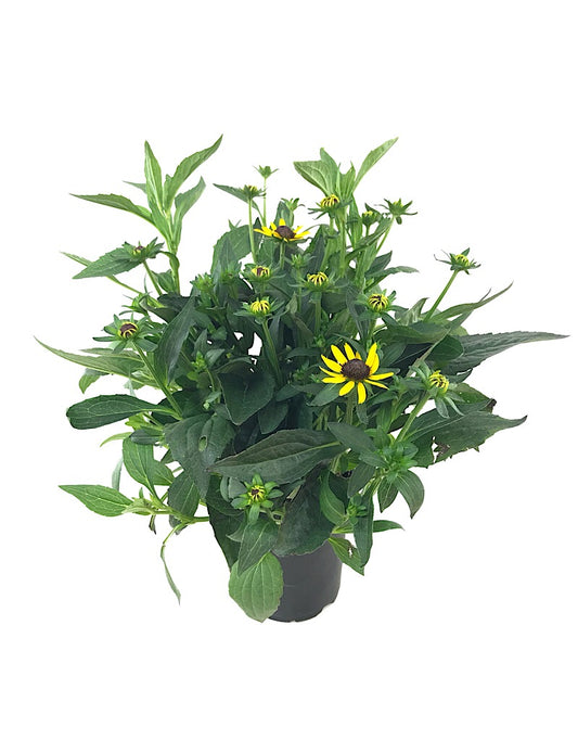 Rudbeckia 'Little Goldstar' Quart