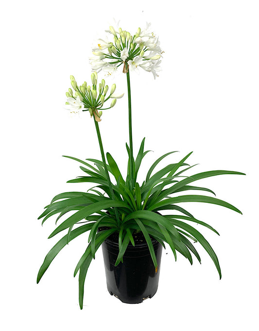 Agapanthus  €˜Ever White  1 Gallon