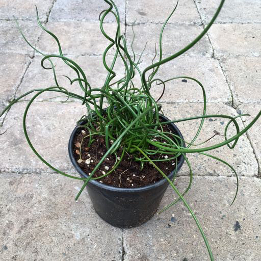 Juncus Effusus 'Twister' Quart