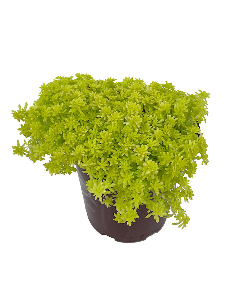 Sedum hispanicum 'Aureum' Quart