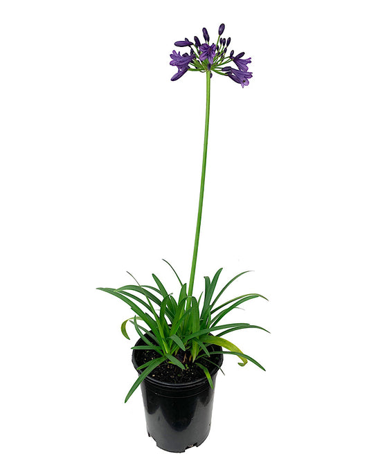 Agapanthus 'Ever Amethyst  1 Gallon