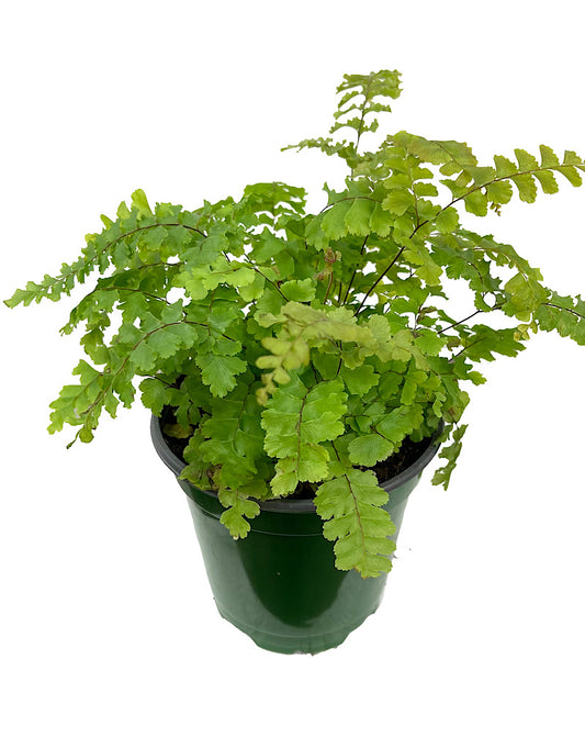 Adiantum hispidulum 4 Inch