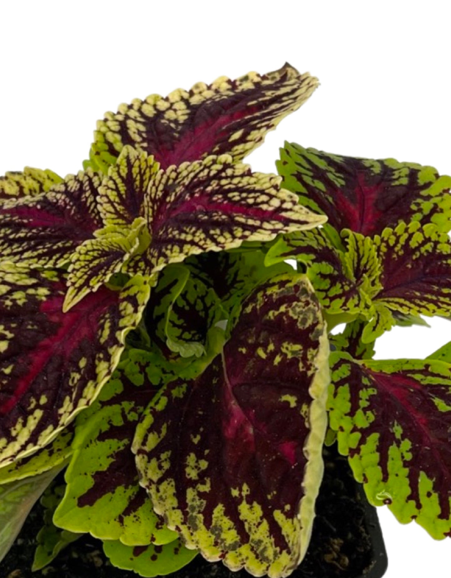 Coleus 'Dragon Heart' 4 Inch