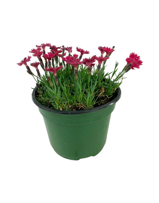 Dianthus gratianopolitanus 'Vivid Cherry Charm' 6 Inch