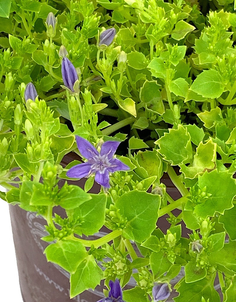 Campanula 'Dickson's Gold'  1 gal