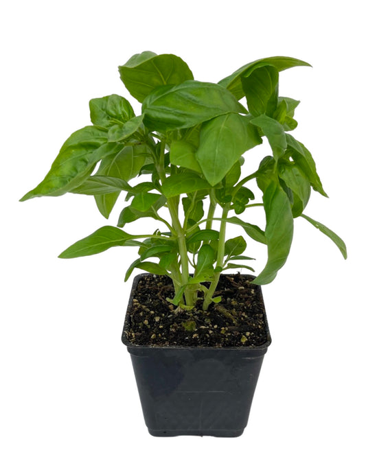 Basil 'Dolce Fresca' 4 Inch