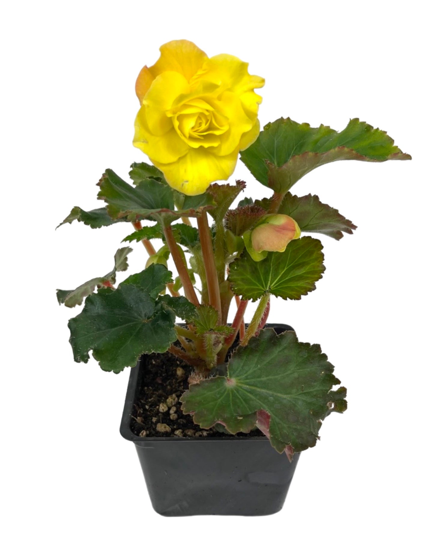 Begonia 'Nonstop Yellow'  4 inch