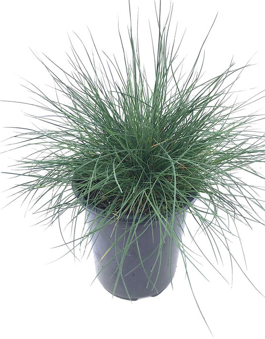 Festuca 'Siskiyou Blue' 1 Gallon