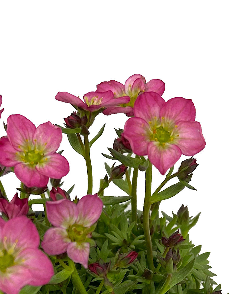 Saxifraga 'Alpino Early Magic Salmon' Quart