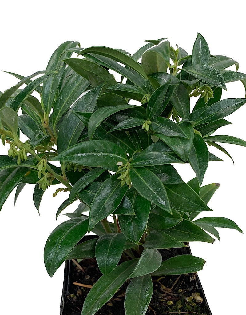 Sarcococca humilis  4 inch