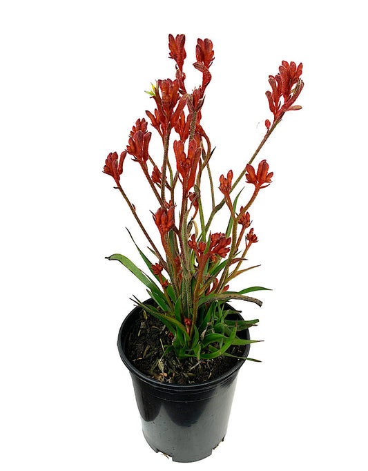 Anigozanthos 'Kanga Red' 1 Gallon