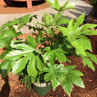 Fatsia japonica  5 gal