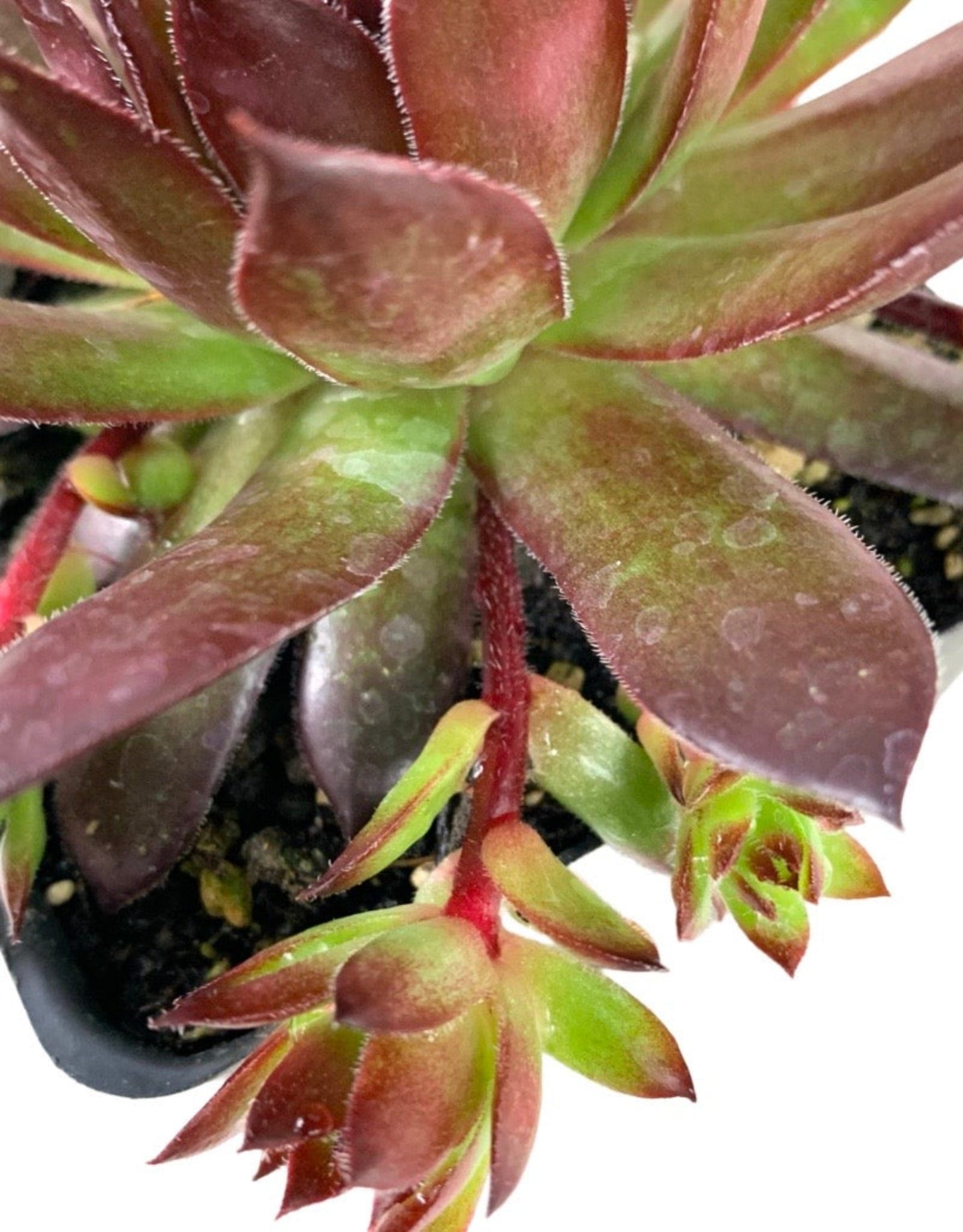 Sempervivum calcareum 'Tip Top'