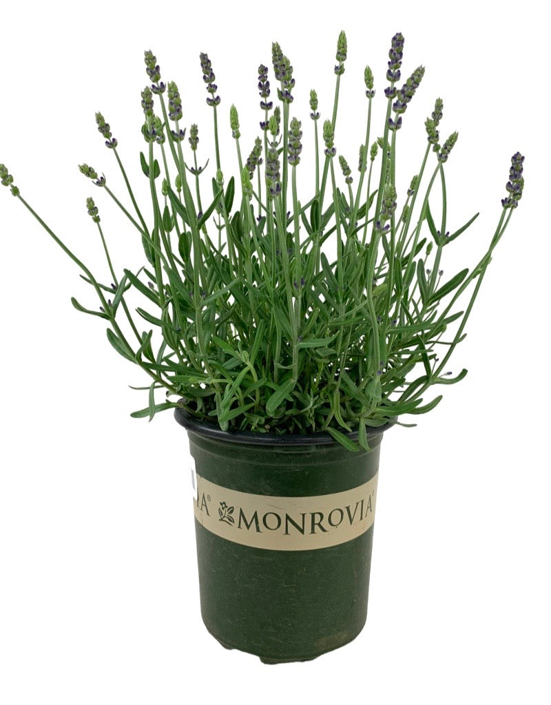 Lavandula 'Aromatico Blue Improved'