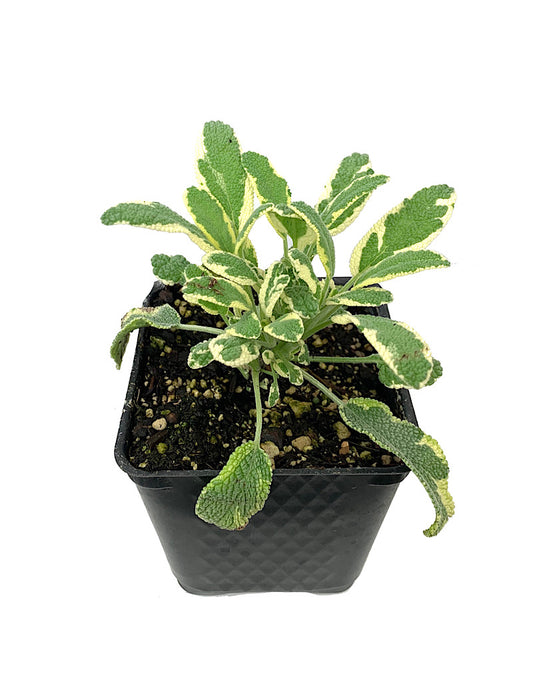 Sage 'White Edged' 4 inch